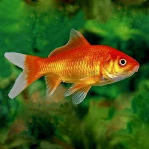 Carassius auratus - Poisson rouge 4-6 cm